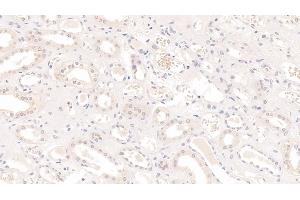 Detection of IL9 in Human Kidney Tissue using Monoclonal Antibody to Interleukin 9 (IL9) (IL-9 Antikörper  (AA 19-144))