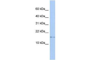 WB Suggested Anti-CISD2 Antibody Titration:  0. (CISD2 Antikörper  (N-Term))