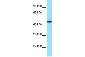 WB Suggested Anti-ADRA2A Antibody Titration: 1.
