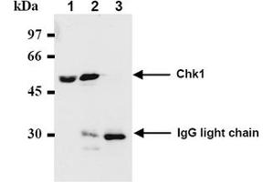 Western Blotting (WB) image for anti-Checkpoint Kinase 1 (CHEK1) antibody (ABIN487487) (CHEK1 Antikörper)