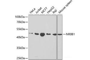 Western blot analysis of extracts of various cell lines using NR0B1 Polyclonal Antibody at dilution of 1:1000. (NR0B1 Antikörper)