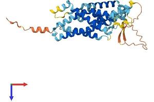 GPR160 Protein (AA 1-338) (His tag)