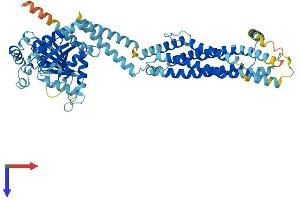 MX1 Protein (AA 1-631) (His tag)