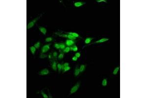 Immunofluorescence staining of Hela cells with ABIN7142118 at 1:100, counter-stained with DAPI. (TNKS1BP1 Antikörper  (AA 271-375))
