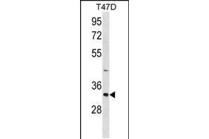 Western blot analysis in T47D cell line lysates (35ug/lane). (TIM3 Antikörper  (AA 167-194))