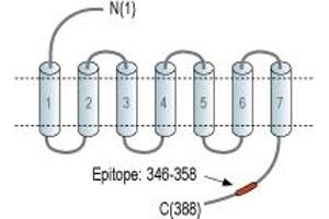 Representative domain view of the target of ABIN7885219.