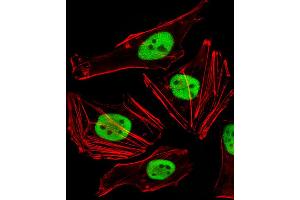 Fluorescent image of Hela cells stained with FAM50A Antibody . (FAM50A Antikörper  (C-Term))