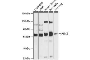 Western blot analysis of extracts of various cell lines, using  antibody (ABIN6129939, ABIN6137189, ABIN6137190 and ABIN6214773) at 1:1000 dilution. (ACCN1 Antikörper  (AA 120-400))