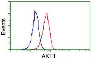 Image no. 3 for anti-V-Akt Murine Thymoma Viral Oncogene Homolog 1 (AKT1) antibody (ABIN1496557) (AKT1 Antikörper)