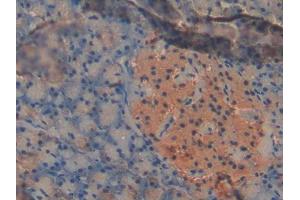 DAB staining on IHC-P; Samples: Mouse Pancreas Tissue (PDK2 Antikörper  (AA 155-379))
