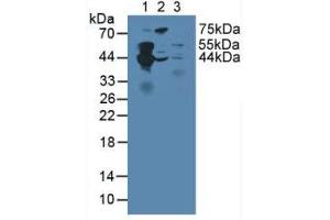 Figure. (Septin 5 Antikörper  (AA 77-323))