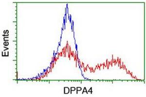 Image no. 1 for anti-Developmental Pluripotency Associated 4 (DPPA4) (AA 9-254) antibody (ABIN1491698) (DPPA4 Antikörper  (AA 9-254))