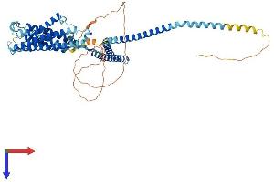 KCNN2 Protein (AA 1-579) (His tag)