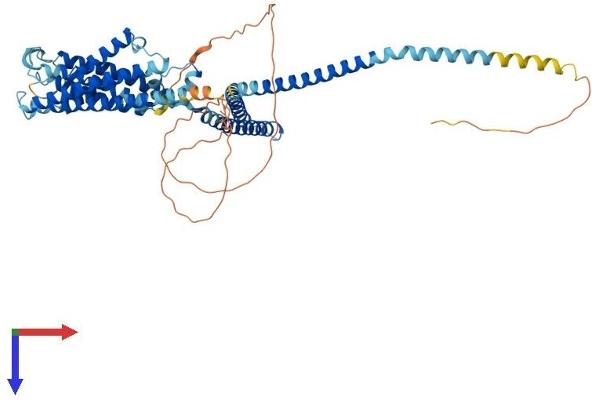 KCNN2 Protein (AA 1-579) (His tag)