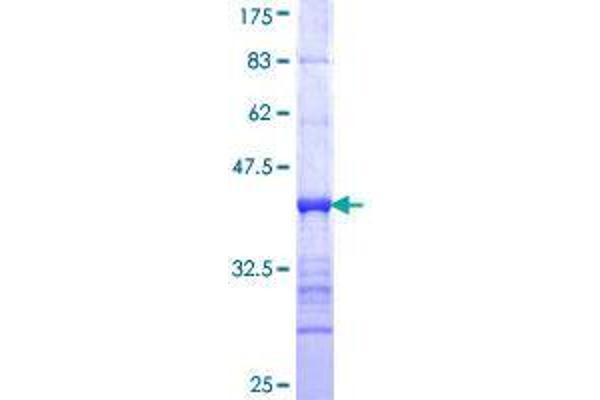 GRHL2 Protein (AA 111-210) (GST tag)