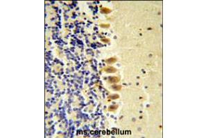 STK40 Antibody ( C-term ) IHC analysis in formalin fixed and paraffin embedded mouse brain tissue followed by peroxidase conjugation of the secondary antibody and DAB staining. (STK40 Antikörper  (C-Term))