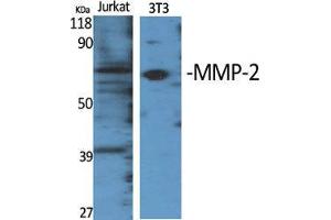 Western Blot (WB) analysis of specific cells using MMP-2 Polyclonal Antibody. (MMP2 Antikörper  (C-Term))