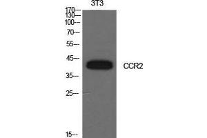 Western Blot (WB) analysis of NIH-3T3 cells using CD192 Polyclonal Antibody. (CCR2 Antikörper  (Internal Region))