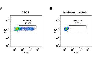 cell line transfected with irrelevant protein  (B) and human CD28  (A) were surface stained with Human B7-2 , hFc tagged protein (ABIN6961159, ABIN7042347 and ABIN7042348) 1 μg/mL followed by Alexa 488-conjugated anti-human IgG secondary antibody.
