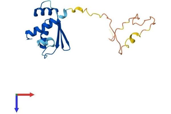 RPS10 Protein (AA 1-165) (His tag)