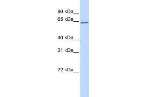 WB Suggested Anti-RORA Antibody Titration:  0. (RORA Antikörper  (N-Term))