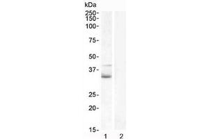 Western blot testing of human 1) Jurkat lysate and 2) U937 (negative control) lysate with WNT4 antibody at 1ug/ml. (WNT4 Antikörper)
