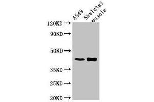 Western Blot Positive WB detected in: A549 whole cell lysate, Mouse skeletal muscle tissue All lanes: PPM1K antibody at 2.