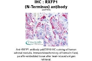 Image no. 1 for anti-Relaxin/insulin-Like Family Peptide Receptor 1 (RXFP1) (Extracellular Domain), (N-Term) antibody (ABIN1738982)