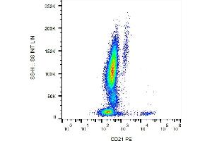 Flow cytometry analysis (surface staining) of human peripheral blood leukocytes with anti-CD21 (LT21) PE. (CD21 Antikörper  (PE))