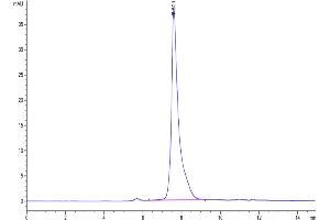 The purity of Mouse PGLYRP1 is greater than 95 % as determined by SEC-HPLC. (PGLYRP1 Protein (AA 19-182) (Fc Tag))