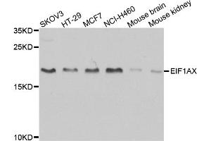 Western blot analysis of extracts of various cell lines, using EIF1AX antibody (ABIN5973507) at 1/1000 dilution. (EIF1AX Antikörper)