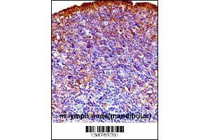 Mouse Gsk3a Antibody immunohistochemistry analysis in formalin fixed and paraffin embedded mouse lymph node(mandibular) followed by peroxidase conjugation of the secondary antibody and DAB staining. (GSK3 alpha Antikörper  (C-Term))