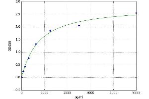 Bone Morphogenetic Protein 1 (BMP1) ELISA Kit