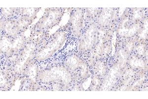 Detection of RNASE2 in Human Kidney Tissue using Polyclonal Antibody to Ribonuclease A2 (RNASE2) (RNASE2 Antikörper  (AA 28-161))
