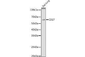 Western blot analysis of extracts of Rat lung, using CD27 antibody (ABIN3022680, ABIN3022681, ABIN3022682 and ABIN6219092) at 1:1000 dilution. (CD27 Antikörper  (AA 20-191))