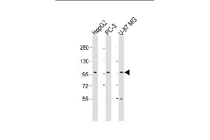 All lanes : Anti-PCDH10 Antibody (N-Term) at 1:1000-1:2000 dilution Lane 1: HepG2 whole cell lysate Lane 2: PC-3 whole cell lysate Lane 3: U-87 MG whole cell lysate Lysates/proteins at 20 μg per lane. (PCDH10 Antikörper  (AA 128-160))