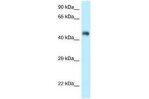 Image no. 1 for anti-F-Box and Leucine-Rich Repeat Protein 3 (FBXL3) (AA 239-288) antibody (ABIN6747870) (FBXL3 Antikörper  (AA 239-288))