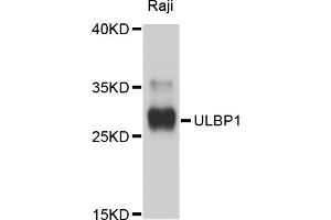 Western blot analysis of extracts of Raji cells, using ULBP1 antibody (ABIN4905556) at 1:1000 dilution. (ULBP1 Antikörper)