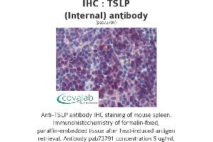 Image no. 2 for anti-Thymic Stromal Lymphopoietin (TSLP) (Internal Region) antibody (ABIN1740423)