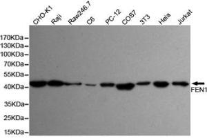 Western blot detection of FEN-1 in Hela,Jurkat,3T3,COS7,PC-12,C6,Raw264. (FEN1 Antikörper)
