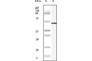 Western Blotting (WB) image for anti-Vimentin (VIM) (truncated) antibody (ABIN2464120) (Vimentin Antikörper  (truncated))