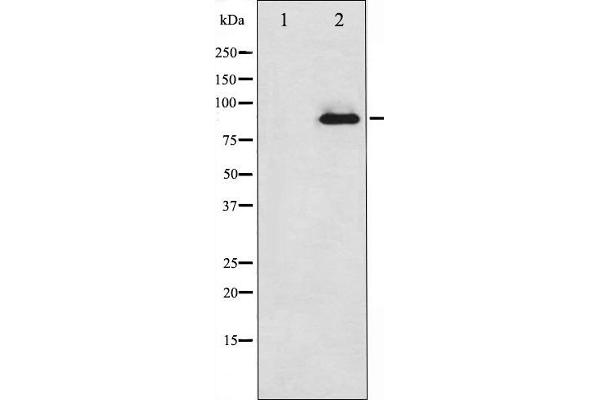 PKC zeta Antikörper  (C-Term)