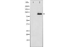 Western blot analysis of PKC zeta expression in PMA treated COS7 whole cell lysates,The lane on the left is treated with the antigen-specific peptide. (PKC zeta Antikörper  (C-Term))