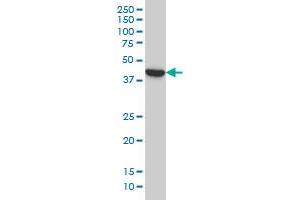 BCL2L14 monoclonal antibody (M01), clone 1F2 Western Blot analysis of BCL2L14 expression in A-549 . (BCL2L14 Antikörper  (AA 1-327))