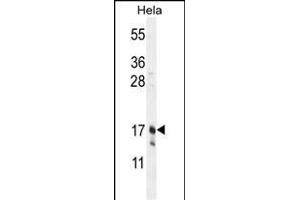 CLDN7 Antibody (C-term) (ABIN654139 and ABIN2844008) western blot analysis in Hela cell line lysates (35 μg/lane). (Claudin 7 Antikörper  (C-Term))