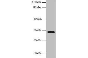Western blot All lanes: HSD17B11 antibody at 10 μg/mL + Mouse lung tissue Secondary Goat polyclonal to rabbit IgG at 1/10000 dilution Predicted band size: 33 kDa Observed band size: 33 kDa (HSD17B11 Antikörper  (AA 20-300))