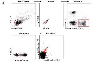Recovery and expression of ferret immunoglobulins from HA-specific B cells. (Ziege anti-Frettchen IgA, IgG, IgM Antikörper (FITC))