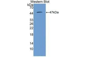 Detection of Recombinant KNG1, Mouse using Polyclonal Antibody to Kininogen 1 (KNG1) (KNG1 Antikörper  (AA 22-379))
