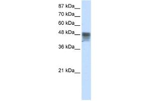 WB Suggested Anti-RBMS3 Antibody Titration:  2. (RBMS3 Antikörper  (C-Term))
