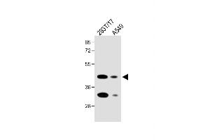 All lanes : Anti-FOLR1 Antibody (N-term) at 1:2000 dilution Lane 1: 293T/17 whole cell lysate Lane 2: A549 whole cell lysate Lysates/proteins at 20 μg per lane. (FOLR1 Antikörper  (N-Term))